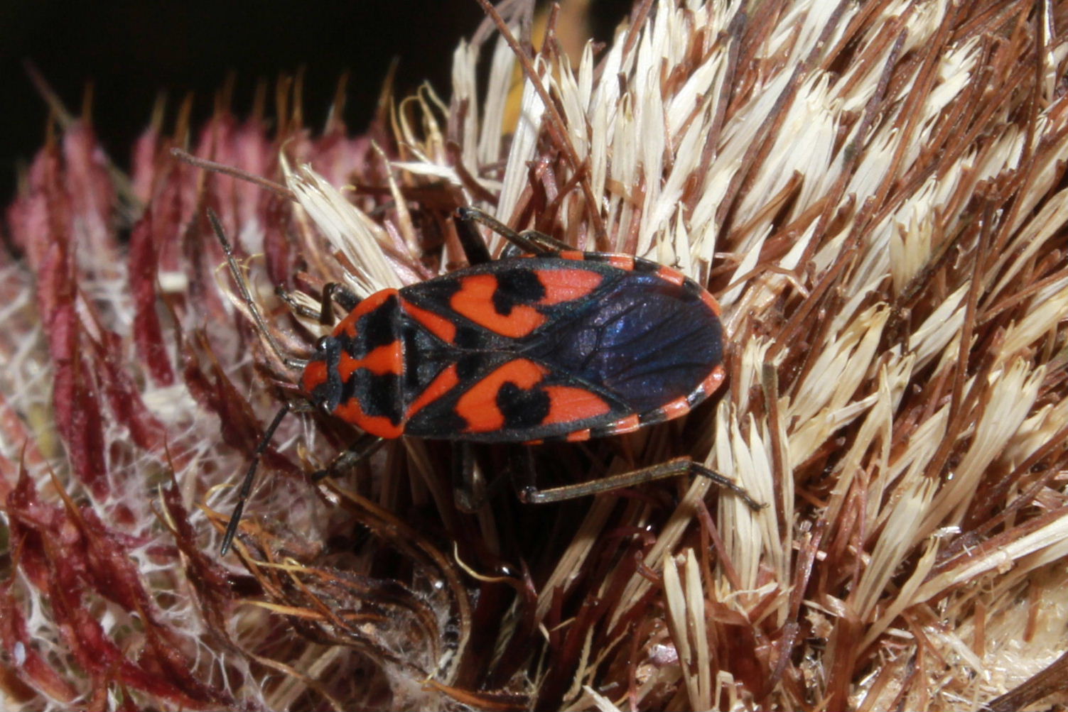 Pyrrocoris ?? No, Spilostethus saxatilis